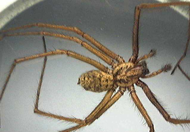 Tegenaria duellica